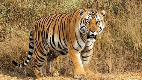 Tiger's Jai.